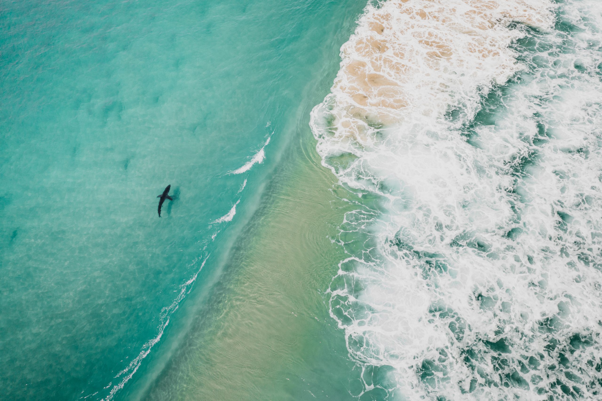 2026 Marine Calendar 15 2026 marine calendar great white shark photographed underwater near plettenberg bay
