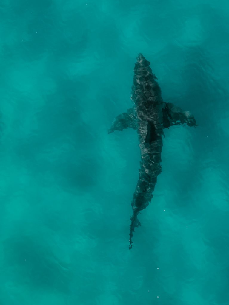 great white shark near the surface in south african waters