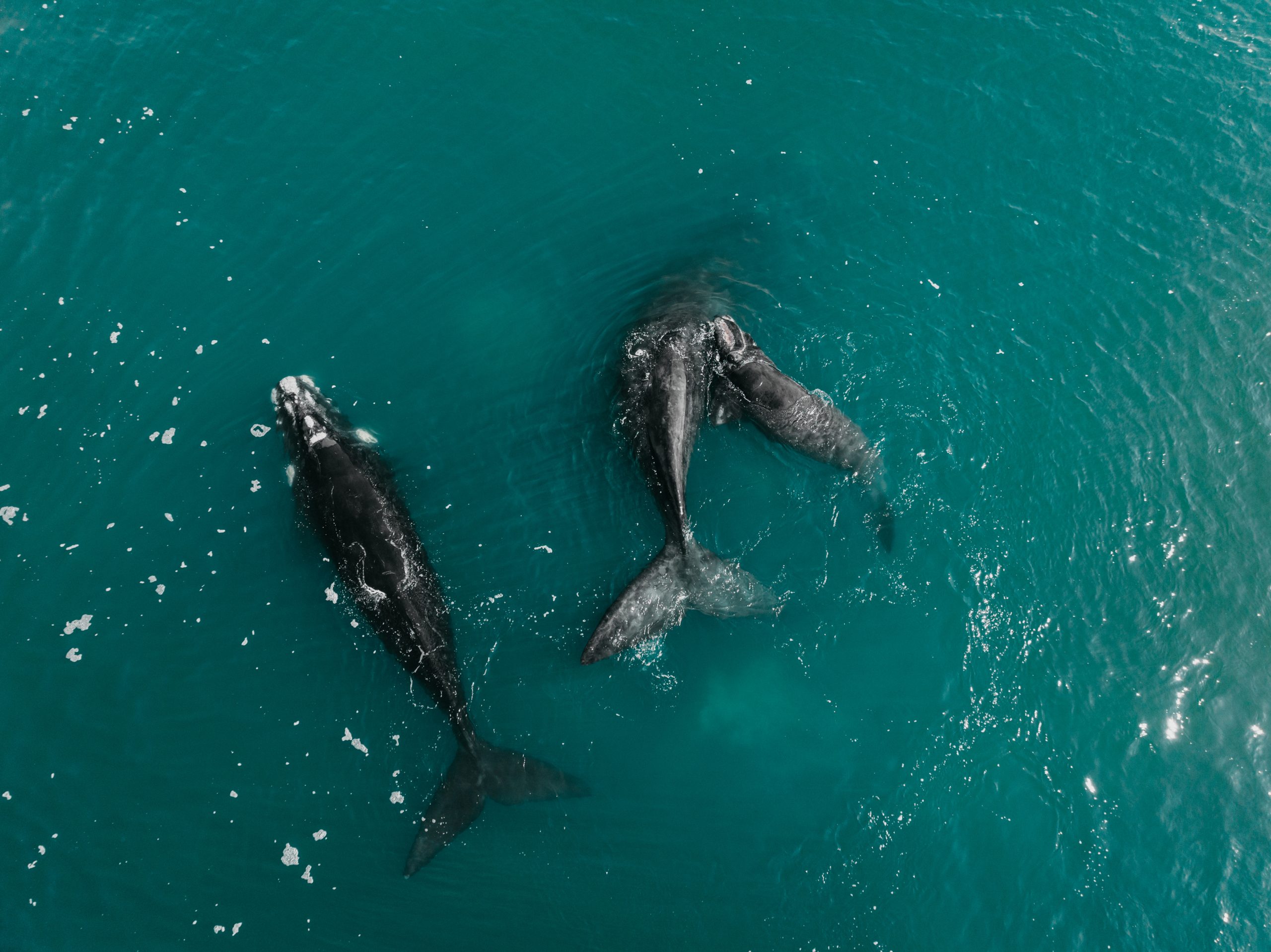 2026 Marine Calendar 4 2026 marine calendar southern right whale breaching in the calm waters off plettenberg bay