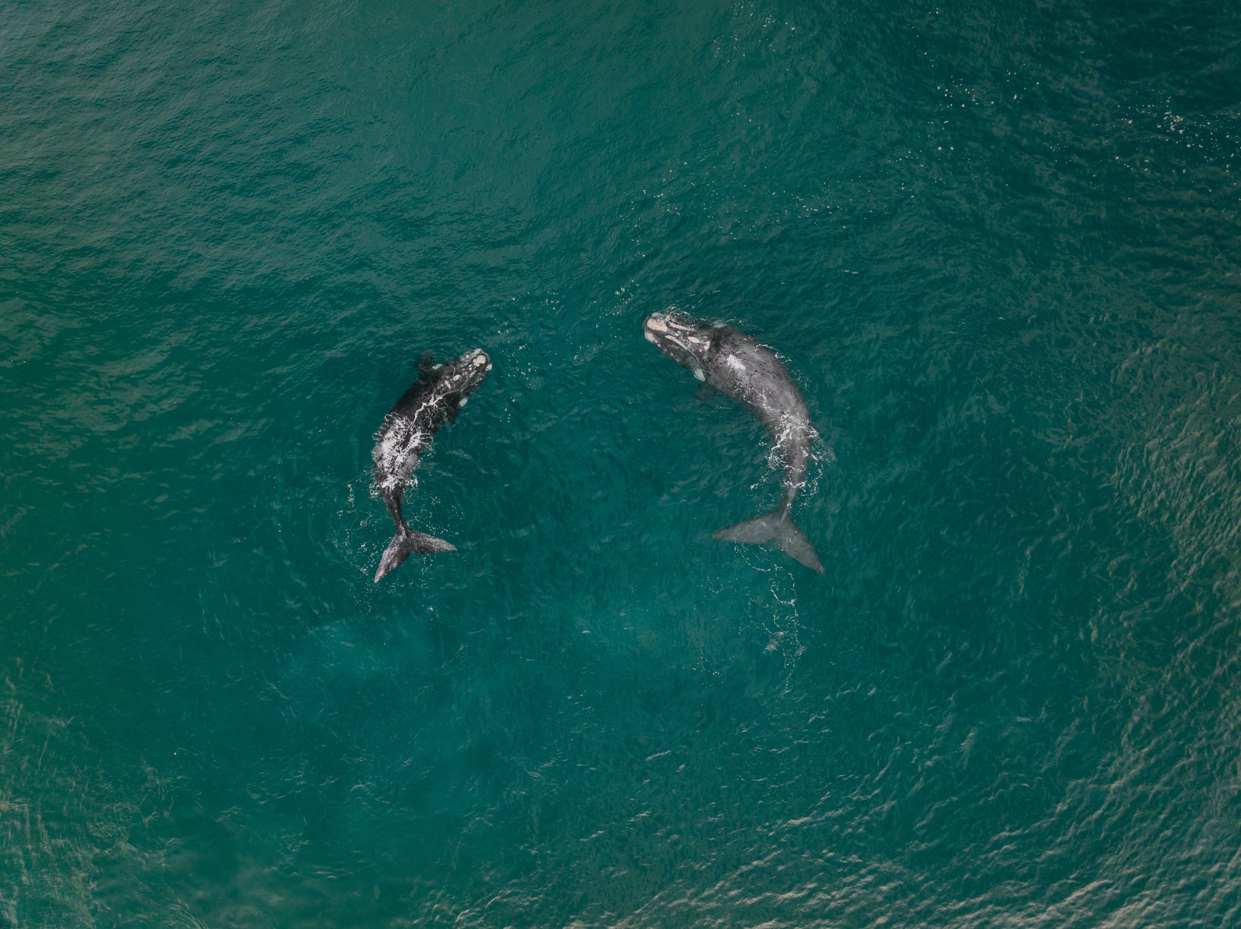 2026 Marine Calendar 8 2026 marine calendar southern right whale surfacing close to shore in plettenberg bay