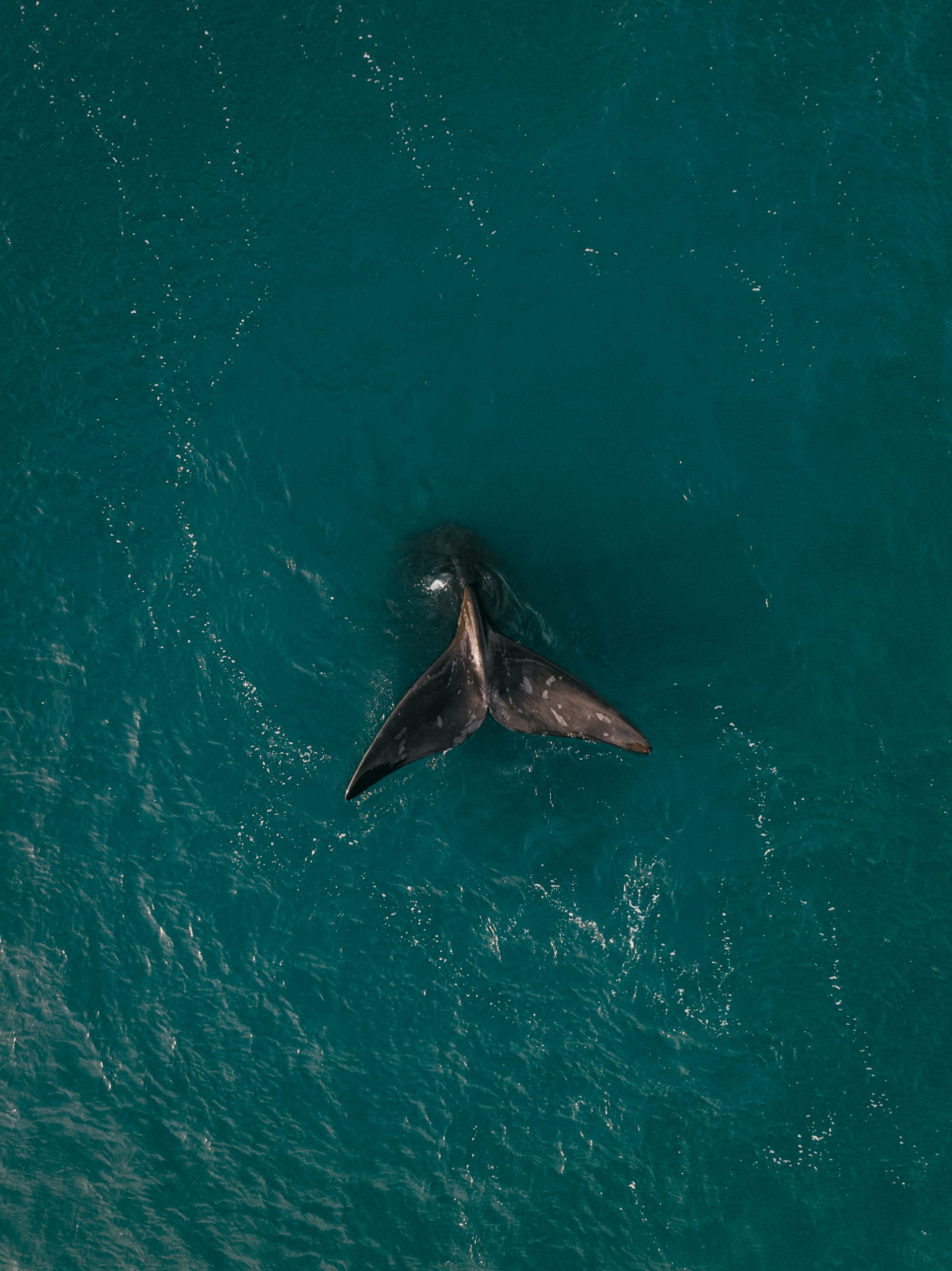 southern right whale tail rising above the ocean surface