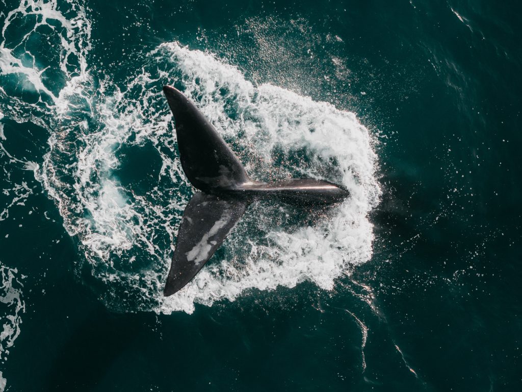 southern right whale breaching close to the surface of the ocean