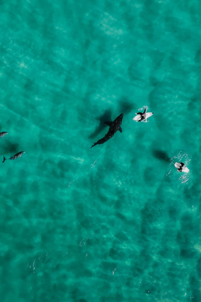 great white shark breaching the water off the south african coast
