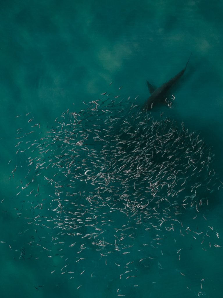 shark partially out of the water on a grey ocean day near plettenberg bay