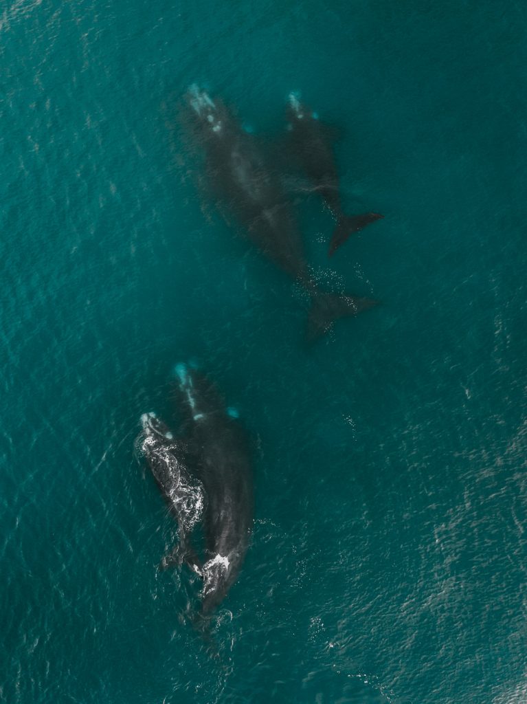 close view of a shark at the water surface near plettenberg bay