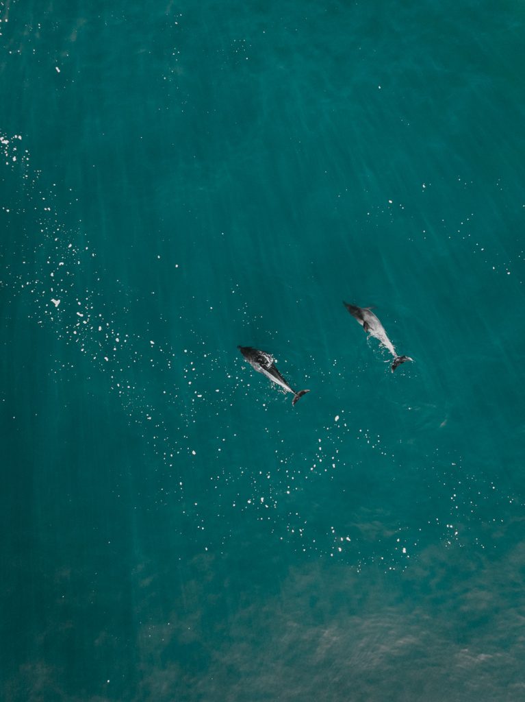shark fin and body visible above the sea near plettenberg bay