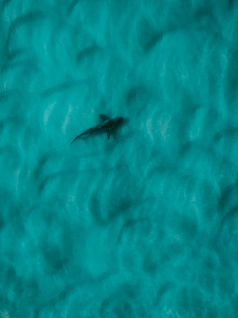 great white shark emerging from calm water off plettenberg bay