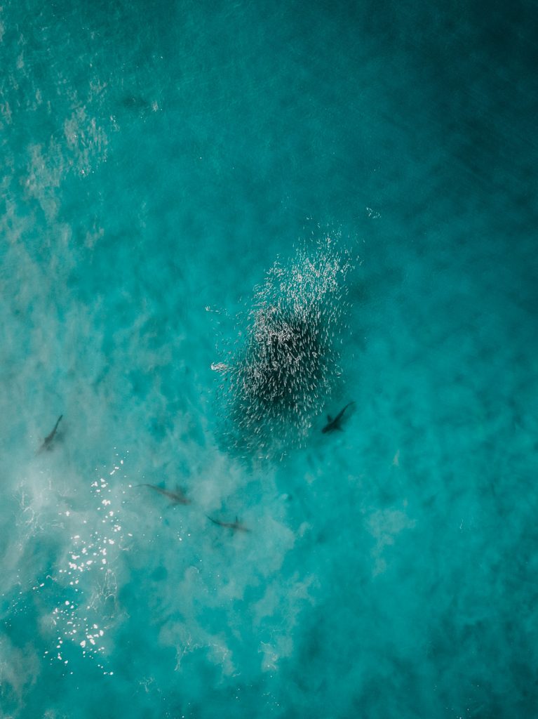 shark breaking the surface of the ocean near plettenberg bay