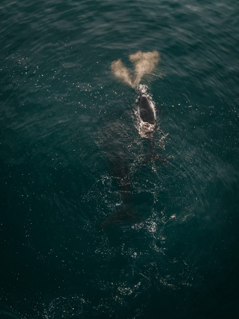great white shark at the ocean surface near plettenberg bay