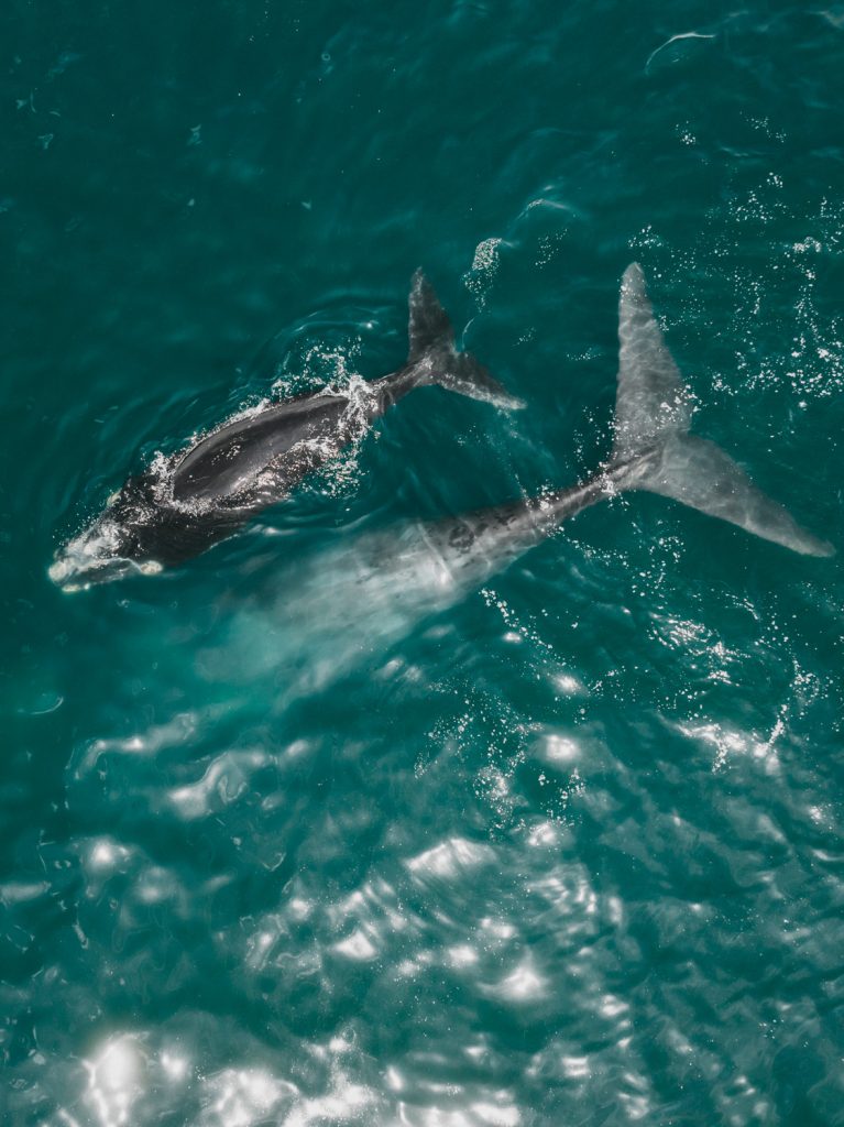 shark visible just above the waterline near plettenberg bay