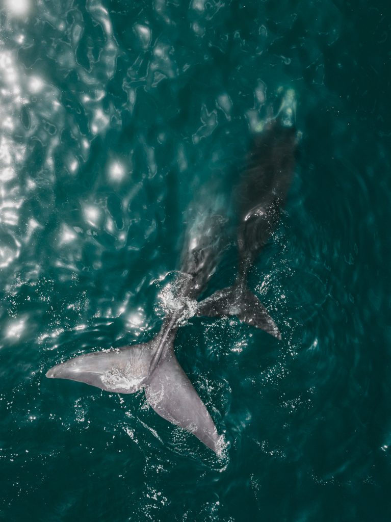 shark breaking through the sea surface near plettenberg bay