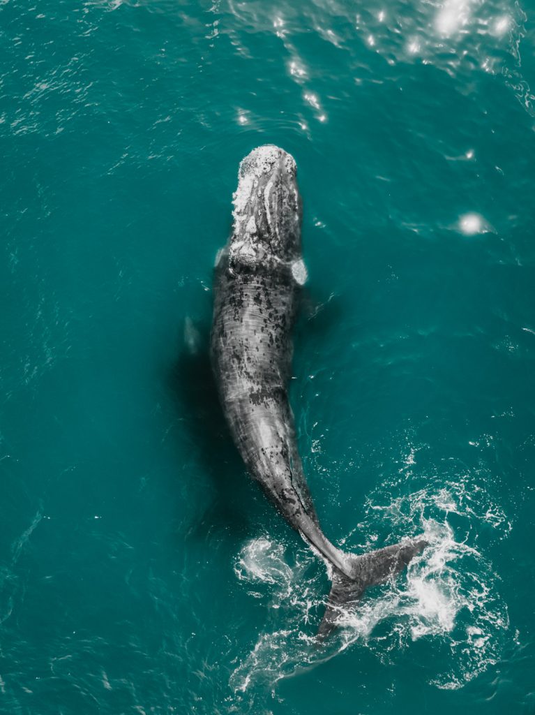 great white shark rising from dark water near plettenberg bay
