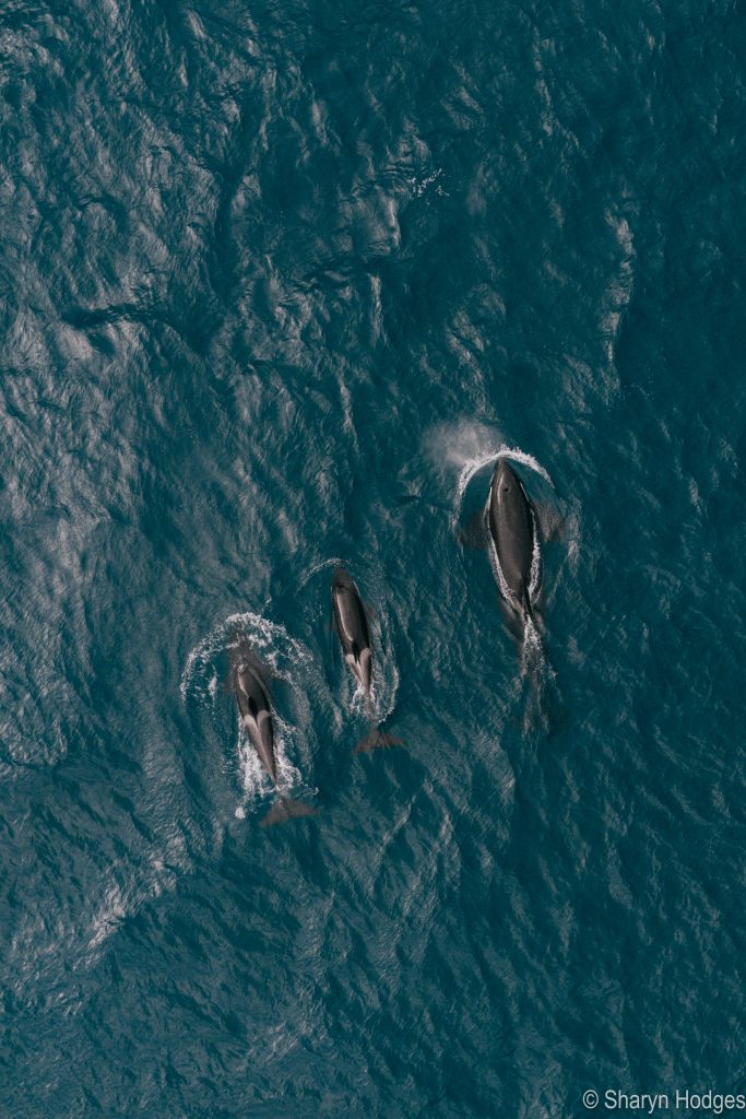 orca surfacing close to a boat in the waters off plettenberg bay