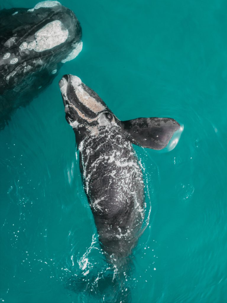 southern right whale photographed in open water near plettenberg bay