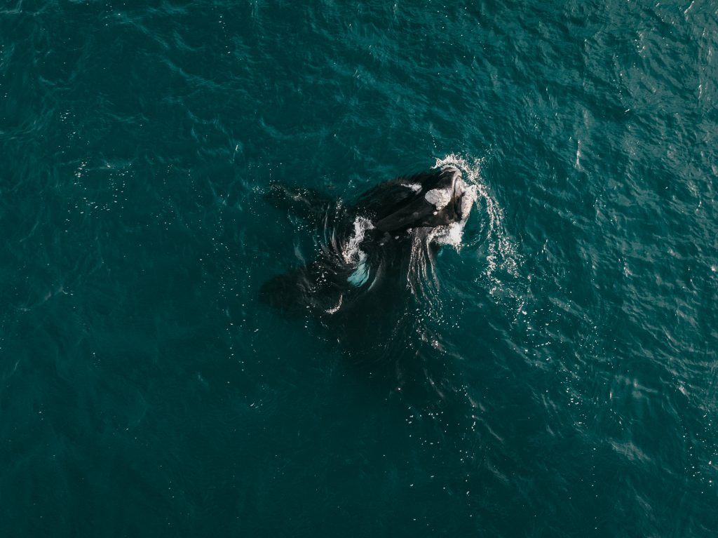 southern right whale breaching or surfacing in plettenberg bay waters