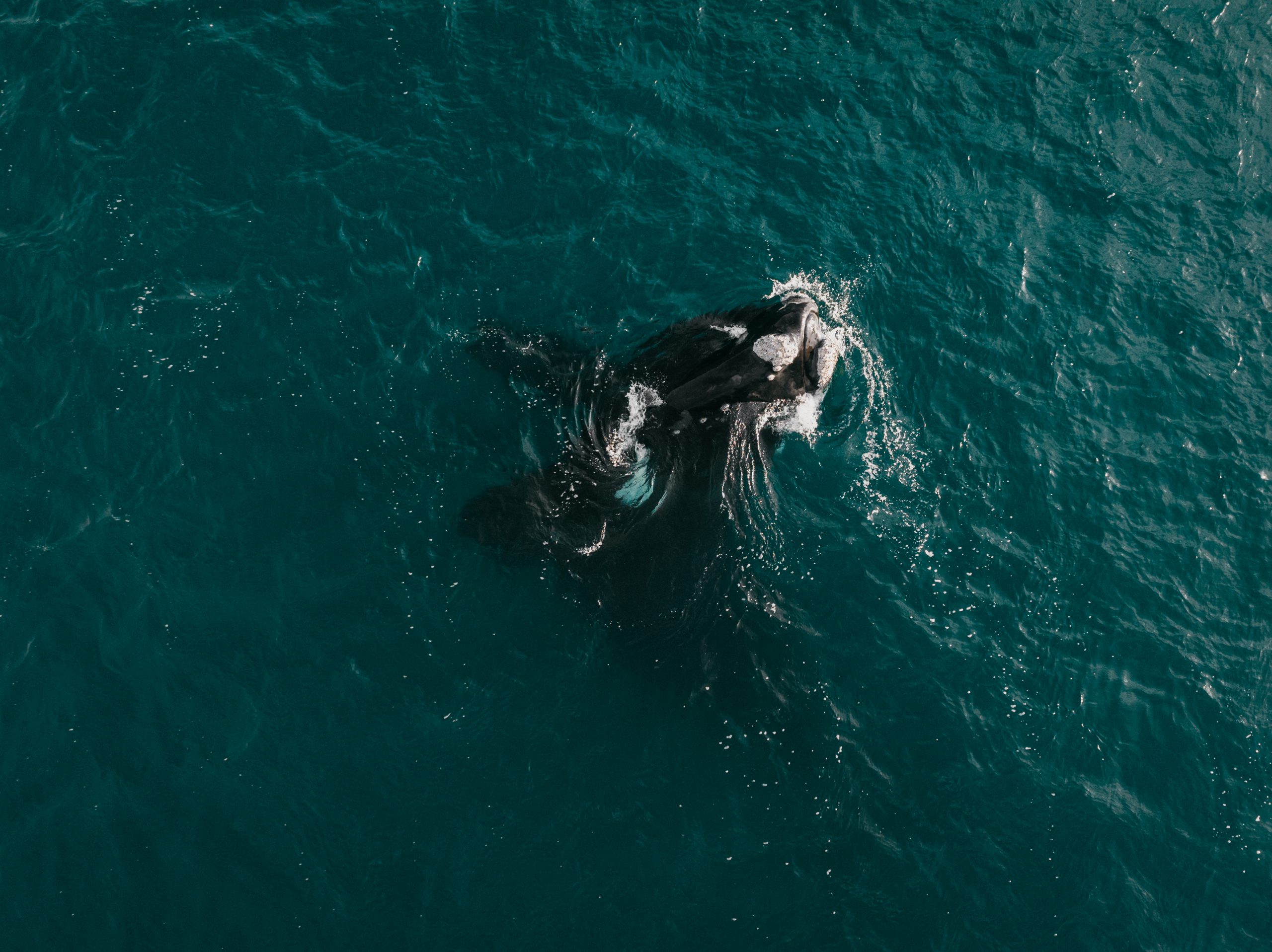 2026 Marine Calendar 14 2026 marine calendar southern right whale breaching or surfacing in plettenberg bay waters